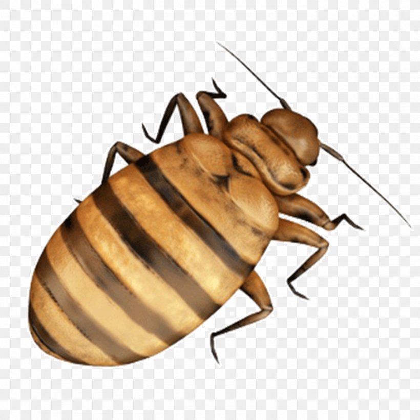 Cockroach Bed Bug Insect, PNG, 1400x1400px, Cockroach, Arthropod, Bed, Bed Bug, Bedbug Download Free