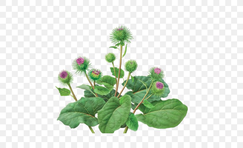 Green Tea Greater Burdock Dandelion And Burdock Organic Food, PNG, 500x500px, Tea, Annual Plant, Burdock, Caffeine, Camellia Sinensis Download Free