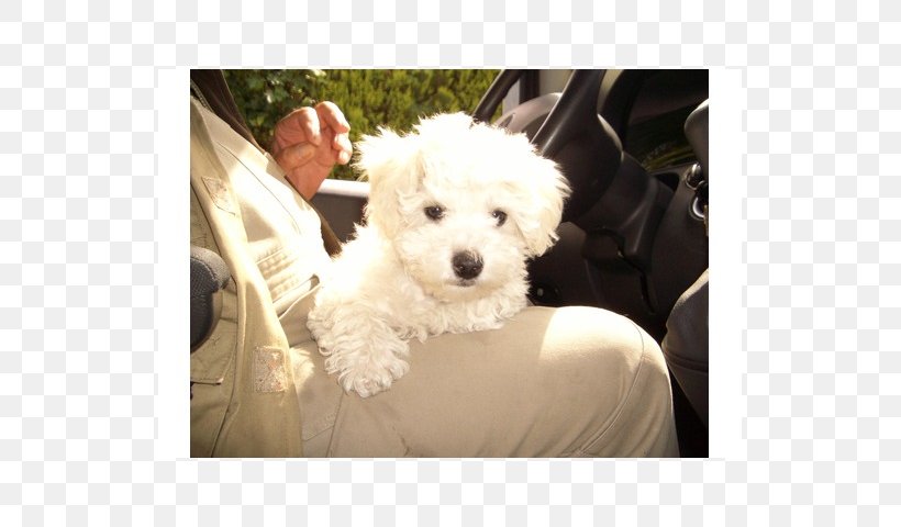 Maltese Dog Bichon Frise Bolognese Dog Havanese Dog Coton De Tulear, PNG, 640x480px, Maltese Dog, Bichon, Bichon Frise, Bolognese, Bolognese Dog Download Free