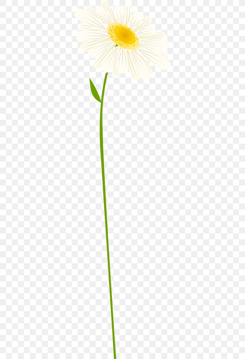 Oxeye Daisy Chamomile Cut Flowers Transvaal Daisy, PNG, 323x1200px, 2017, Oxeye Daisy, Advertising, Chamomile, Cut Flowers Download Free