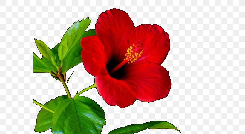 Shoeblackplant Petal Annual Plant Herbaceous Plant Four O'clocks, PNG, 600x450px, Shoeblackplant, Annual Plant, China Rose, Chinese Hibiscus, Flower Download Free