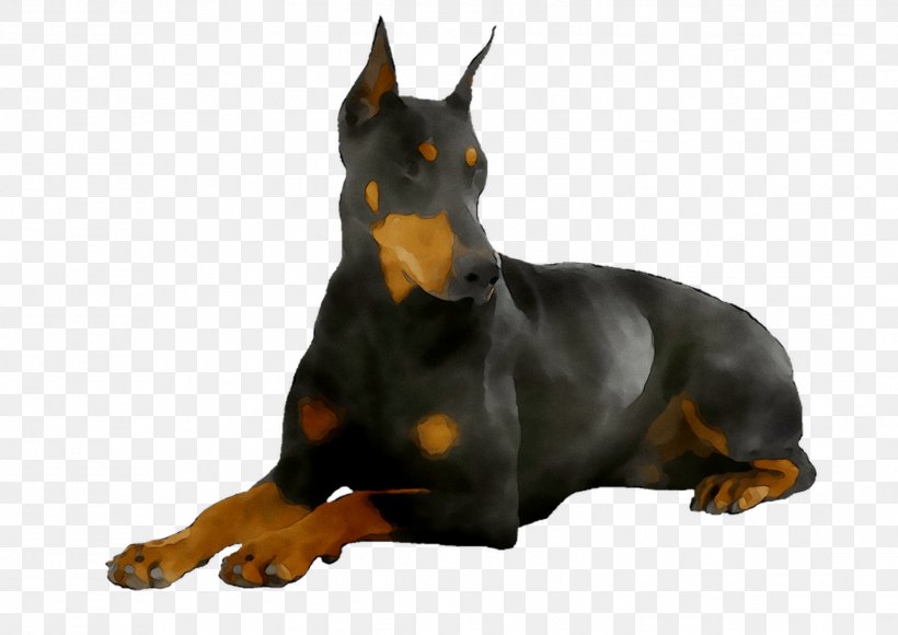 Dobermann German Pinscher Manchester Terrier Miniature Pinscher Dog Breed, PNG, 1576x1116px, Dobermann, Beauceron, Breed, Canidae, Carnivore Download Free