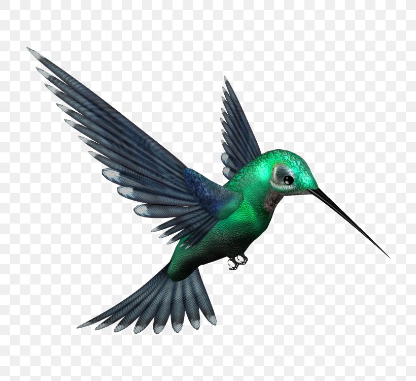 Hummingbird Clip Art, PNG, 750x750px, Hummingbird, Beak, Bird, Fauna, Feather Download Free