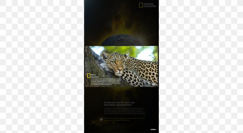 Big Cat Video Mammal Multimedia, PNG, 915x500px, Cat, Big Cat, Big Cats, Brand, Carnivoran Download Free