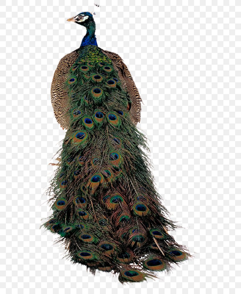 Bird Peafowl, PNG, 700x1000px, Bird, Costume Design, Feather, Peafowl Download Free