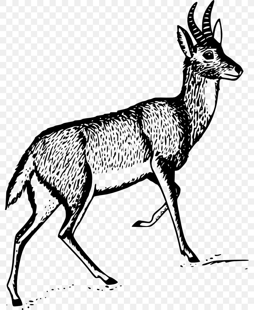 Deer Gazelle Bohor Reedbuck Clip Art, PNG, 787x1000px, Deer, Antelope, Antler, Art, Black And White Download Free