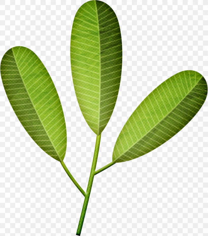 Leaf Frangipani Drawing Plant Stem Photography, PNG, 824x936px, Leaf, Description, Drawing, Flower, Frangipani Download Free