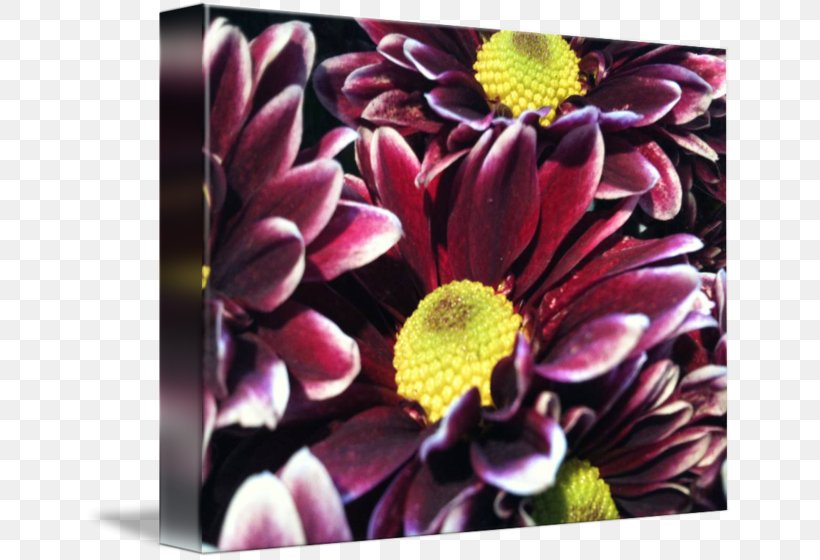 Chrysanthemum Floral Design Dahlia Cut Flowers, PNG, 650x560px, Chrysanthemum, Chrysanths, Cut Flowers, Dahlia, Daisy Family Download Free