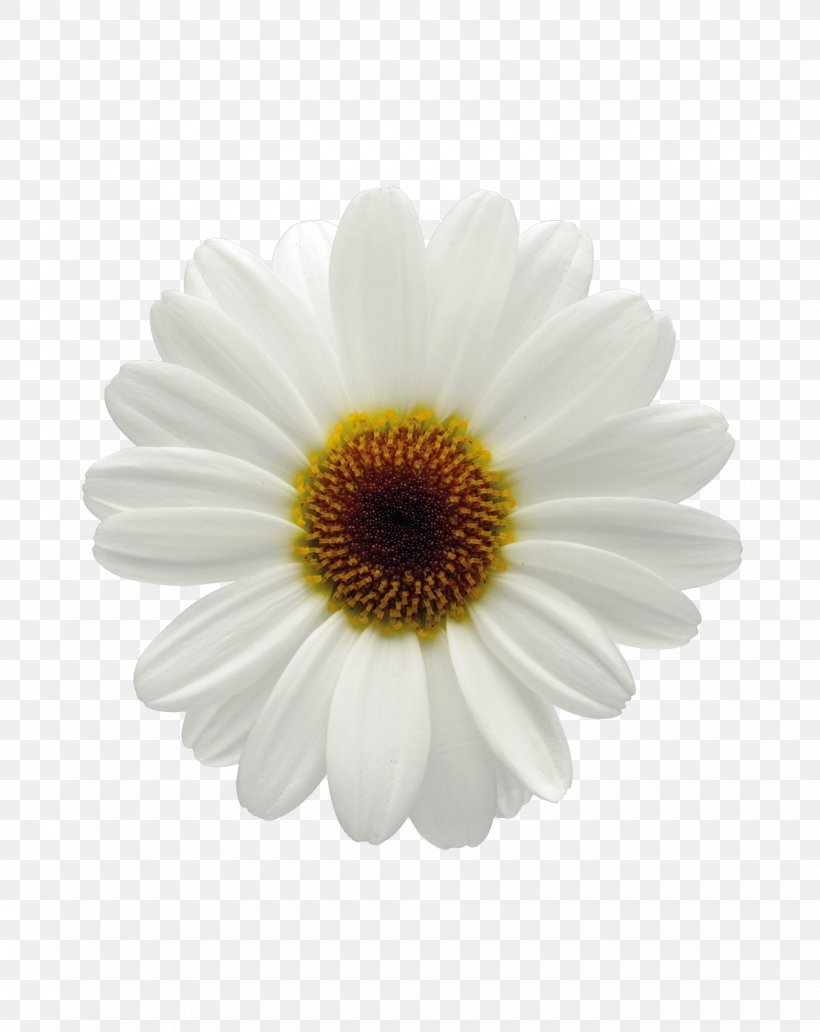 Common Daisy Marguerite Daisy Oxeye Daisy Chrysanthemum Flower, PNG, 1840x2316px, Common Daisy, Argyranthemum, Aster, Chrysanthemum, Chrysanths Download Free