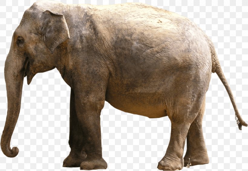 Elephantidae Indian Elephant Clip Art, PNG, 850x587px, 3d Computer Graphics, Elephantidae, African Elephant, Elephant, Elephants And Mammoths Download Free