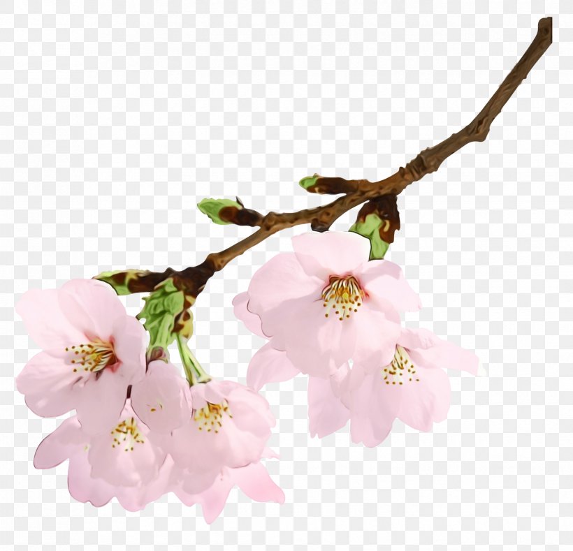 Photography Image Desktop Wallpaper Cherry Blossom, PNG, 1755x1690px, Cherry Blossom, Art, Blog, Blossom, Branch Download Free