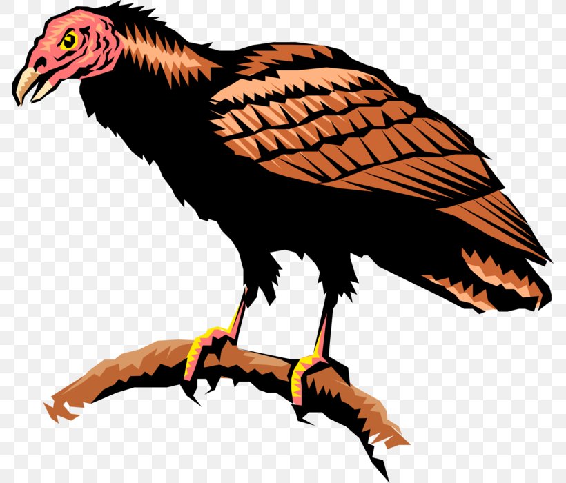 Turkey Vulture Andean Condor Hawk Clip Art, PNG, 785x700px, Vulture, Andean Condor, Beak, Bird, Bird Of Prey Download Free