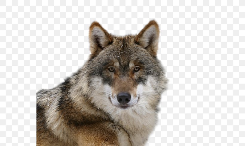 Czechoslovakian Wolfdog Saarloos Wolfdog Alaskan Tundra Wolf Coyote Puppy, PNG, 576x489px, Czechoslovakian Wolfdog, Alaskan Tundra Wolf, Animal, Canis Lupus Tundrarum, Carnivoran Download Free
