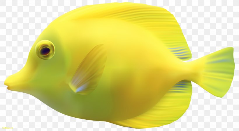 Desktop Wallpaper Fish Clip Art, PNG, 1600x881px, Fish, Beak, Computer, Display Resolution, Fauna Download Free