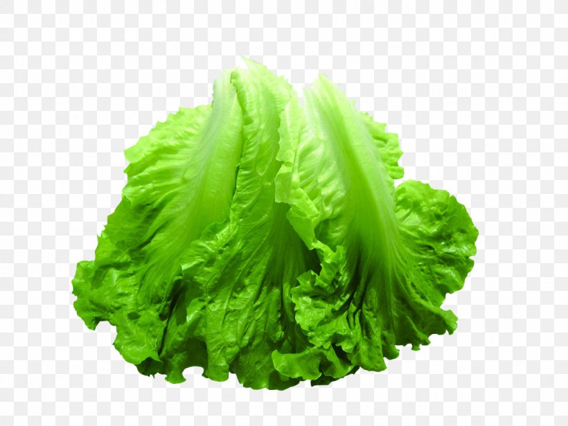 Romaine Lettuce Vegetable Food, PNG, 1024x768px, Romaine Lettuce, Cooking, Food, Fruit, Green Download Free