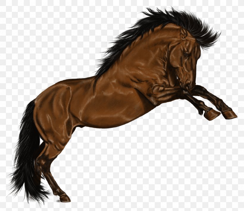 Stallion Mustang Rein Show Jumping, PNG, 1280x1109px, Stallion, Bridle, Carnivoran, Free Jumping, Halter Download Free