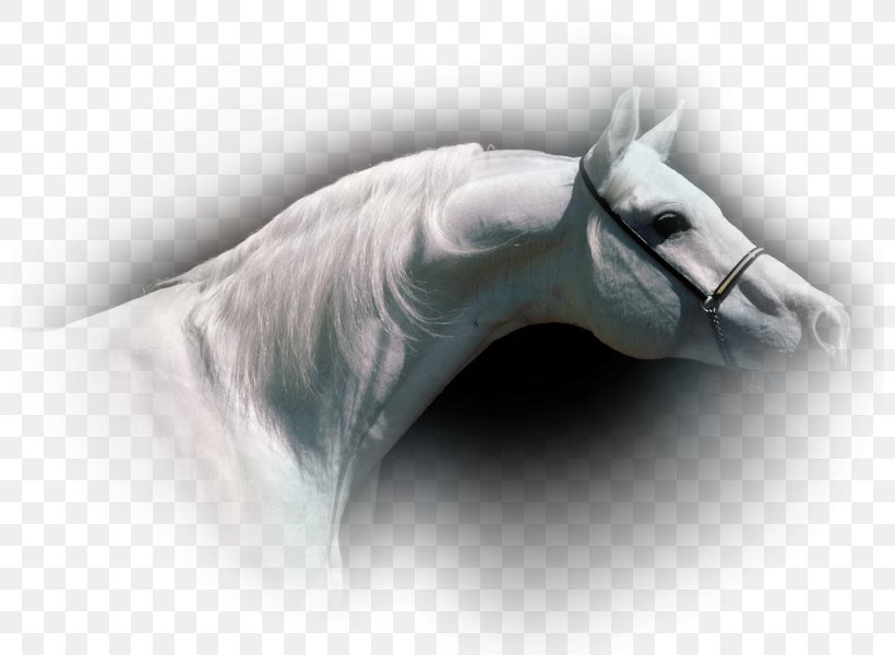 Arabian Horse Friesian Horse Stallion Stud Du Nizon Lusitano, PNG, 800x600px, Arabian Horse, American Miniature Horse, Animal, Black, Close Up Download Free