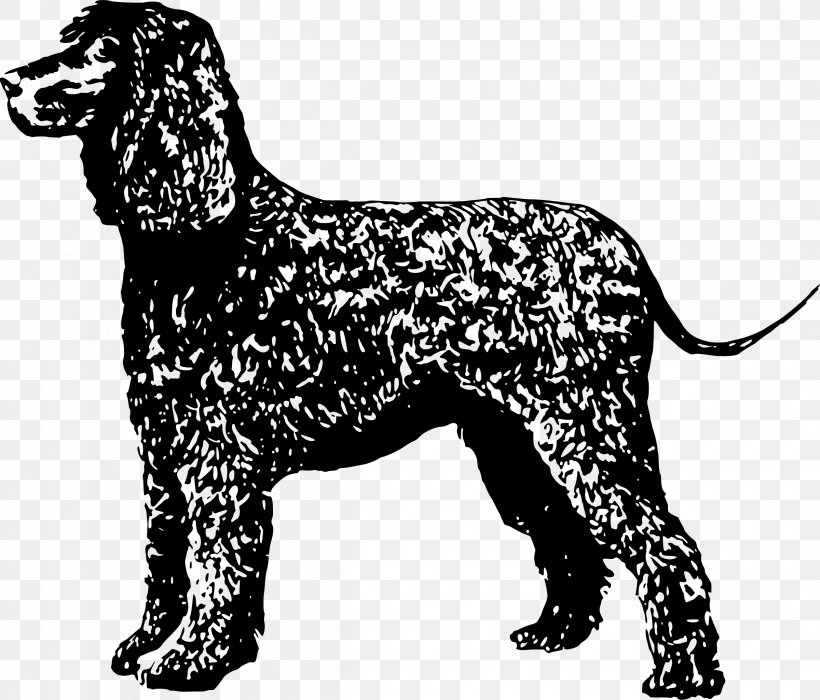 Boykin Spaniel American Water Spaniel Dog Breed Irish Water Spaniel Vertebrate, PNG, 2400x2051px, Boykin Spaniel, American Water Spaniel, Animal, Black And White, Breed Download Free