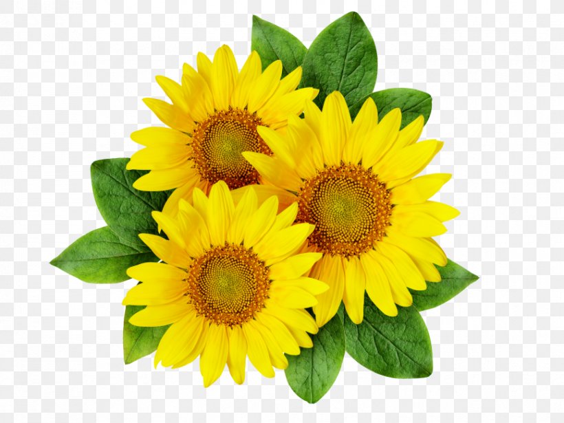 Common Sunflower Clip Art Image Drawing, PNG, 866x650px, Common Sunflower, Annual Plant, Cartoon, Cut Flowers, Daisy Family Download Free