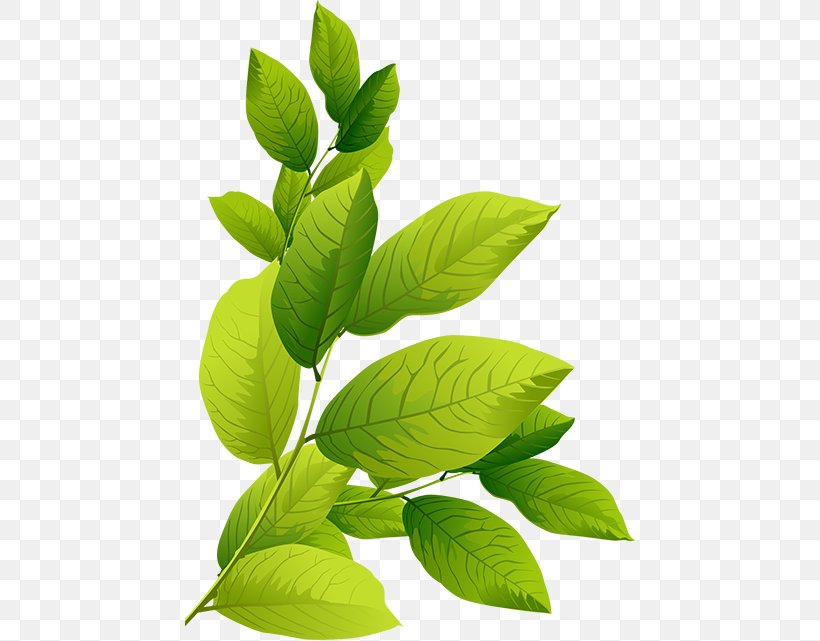 Leaf Tree Branch Clip Art, PNG, 450x641px, Leaf, Branch, Drawing, Herb, Herbalism Download Free
