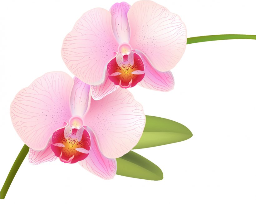 Moth Orchids Rose, PNG, 1024x817px, Moth Orchids, Cattleya, Drawing, Flower, Flowering Plant Download Free
