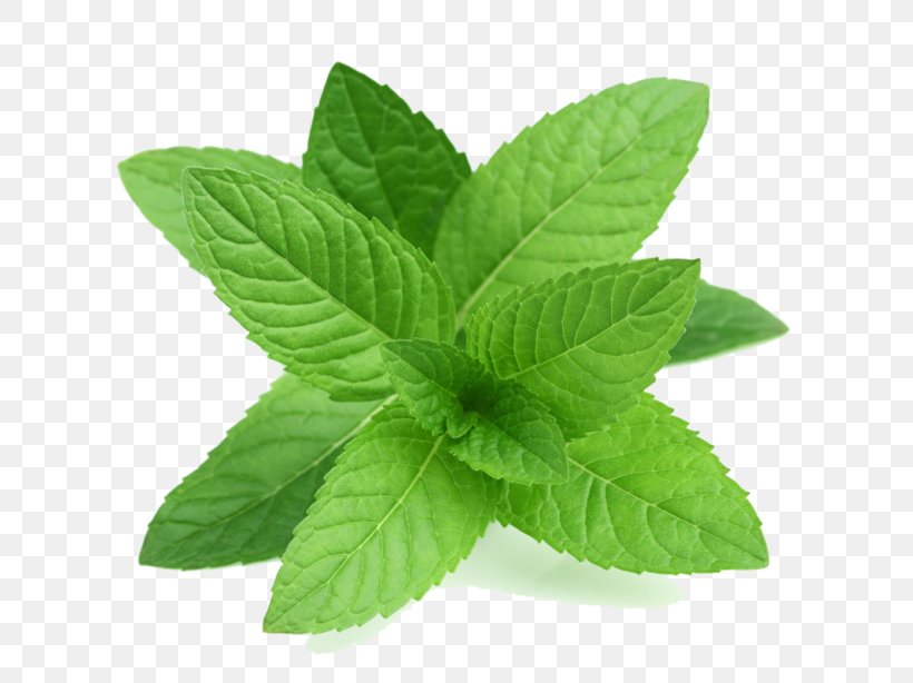 Peppermint Mentha Spicata Herb Pennyroyal Oil, PNG, 768x614px, Peppermint, Apple Mint, Beard Oil, Doterra, Essential Oil Download Free