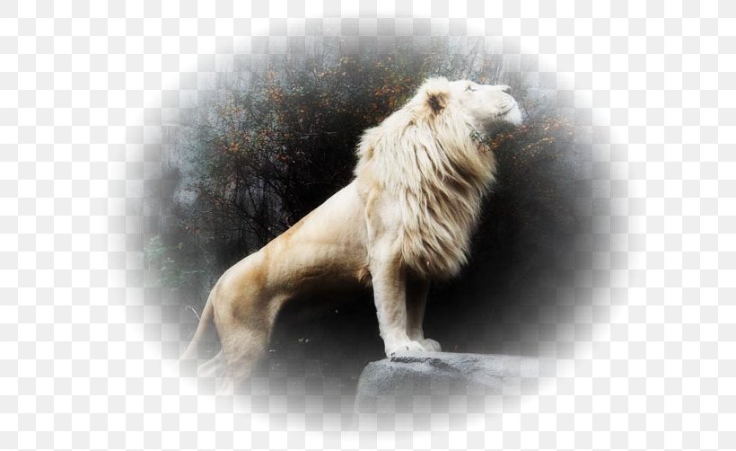 White Lion Cat Fur Heaven, PNG, 628x502px, Lion, Angel, Archangel, Carnivoran, Cat Download Free