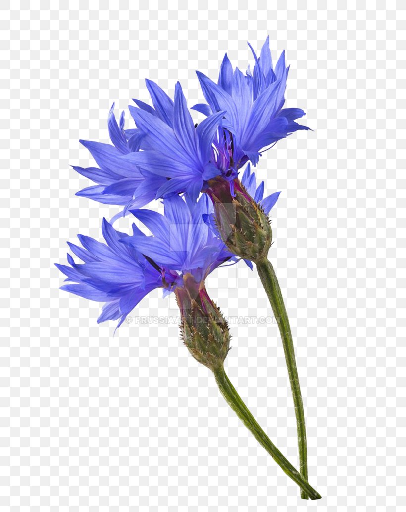 Cornflower Blue Photography Blue Flower, PNG, 774x1032px, Cornflower, Aster, Blue, Blue Flower, Color Download Free