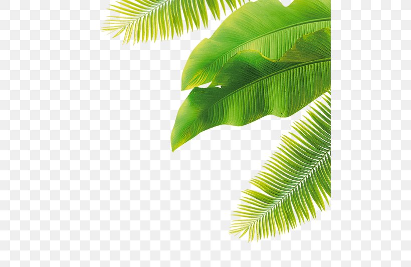 Clip Art Vector Graphics Image Banana, PNG, 500x533px, Banana, Arecales, Banana Leaf, Coconut, Fruit Download Free