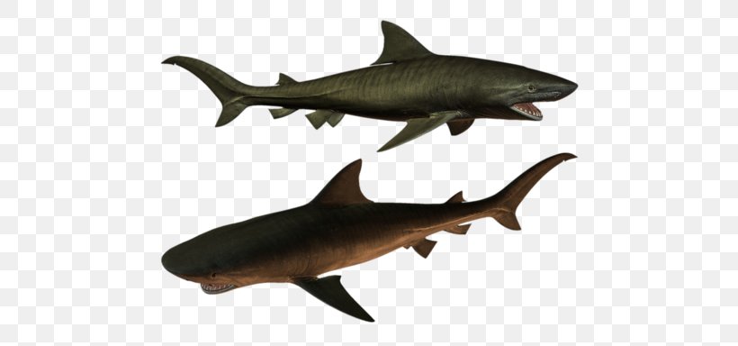 Tiger Shark Squaliformes Requiem Shark Fish Marine Biology, PNG, 500x384px, Tiger Shark, Animal, Animal Figure, Carcharhiniformes, Cartilaginous Fish Download Free