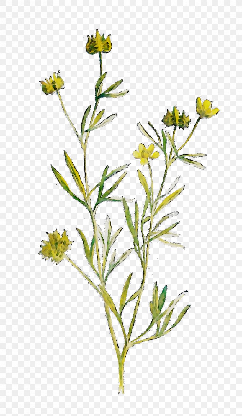 Twig Plant Stem Mustard Flower Subshrub, PNG, 1165x2000px, Twig, Chamomile, Fennel Flower, Flower, Flowering Plant Download Free
