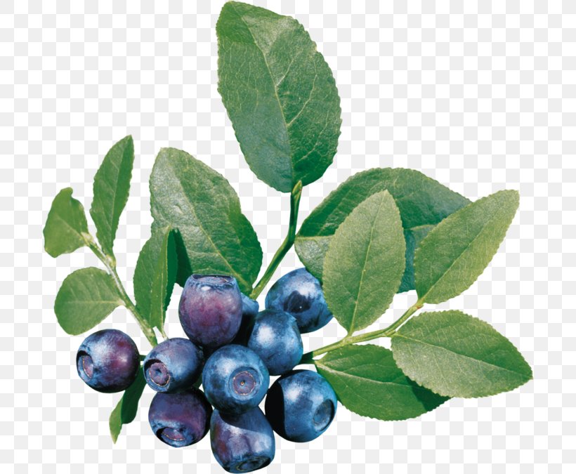 Blueberry Tea Bilberry Clip Art, PNG, 700x675px, Blueberry Tea, Archive File, Aristotelia Chilensis, Berry, Bilberry Download Free
