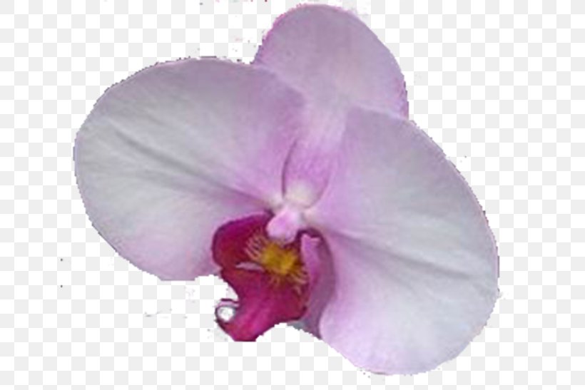 Christmas Orchid Moth Orchids Pansy Violet, PNG, 650x547px, Christmas Orchid, Cattleya, Cattleya Orchids, Flower, Flowering Plant Download Free