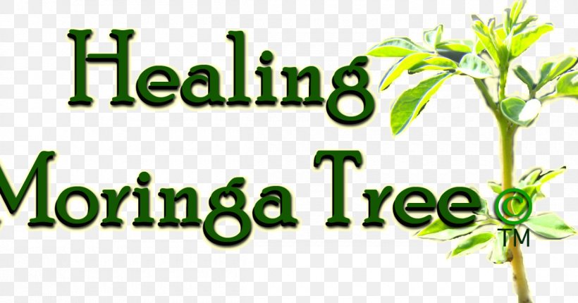 Drumstick Tree Oxygen Radical Absorbance Capacity Seed Moringa Ovalifolia, PNG, 1200x630px, Drumstick Tree, Area, Branch, Brand, Bud Download Free