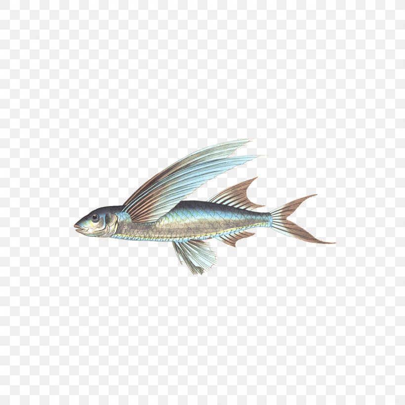 Fishing Seafood, PNG, 1280x1280px, Fish, Animal, Bony Fish, Carp, Catfish Download Free