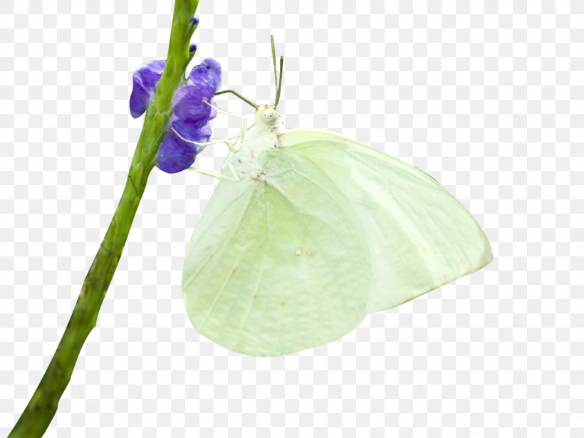 Butterfly Insect, PNG, 1024x768px, Butterfly, Bride, Creativity, Designer, Green Download Free