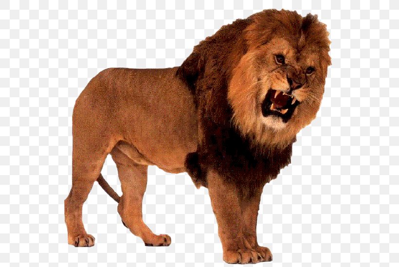 Drakenstein Lion Park Cougar Roar Cat, PNG, 600x549px, Lion, Animal, Big Cat, Big Cats, Carnivoran Download Free