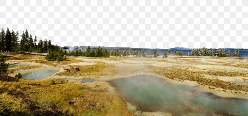 Yellowstone Caldera Shikotsu-Tu014dya National Park, PNG, 1200x564px, Yellowstone Caldera, Ecoregion, Ecosystem, Grass, Grass Family Download Free