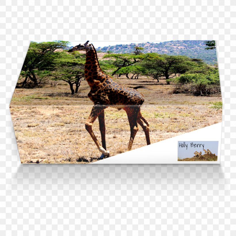 Giraffe Fauna Wildlife Terrestrial Animal, PNG, 1500x1500px, Giraffe, Animal, Fauna, Giraffidae, Terrestrial Animal Download Free