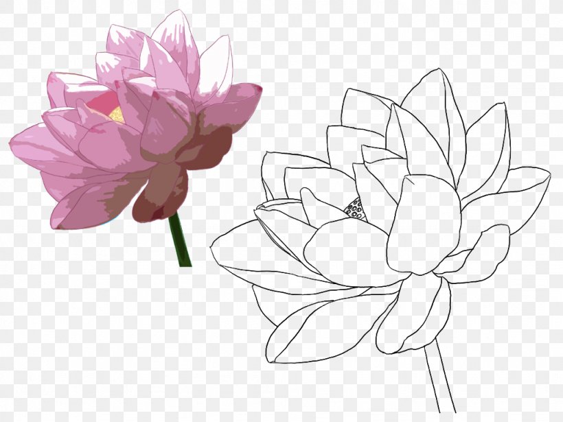 Nelumbo Nucifera Croquis Drawing Line, PNG, 1024x768px, Nelumbo Nucifera, Artwork, Black And White, Croquis, Cut Flowers Download Free