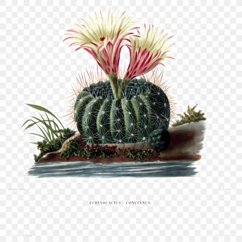 Turk's Head Cactus Botany Botanical Illustration Succulent Plant Stock Photography, PNG, 1198x1200px, Botany, Botanical Illustration, Cactus, Cactus Garden, Caryophyllales Download Free
