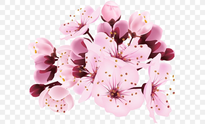 Cherry Blossom Clip Art, PNG, 600x497px, Blossom, Branch, Cherry, Cherry Blossom, Flower Download Free