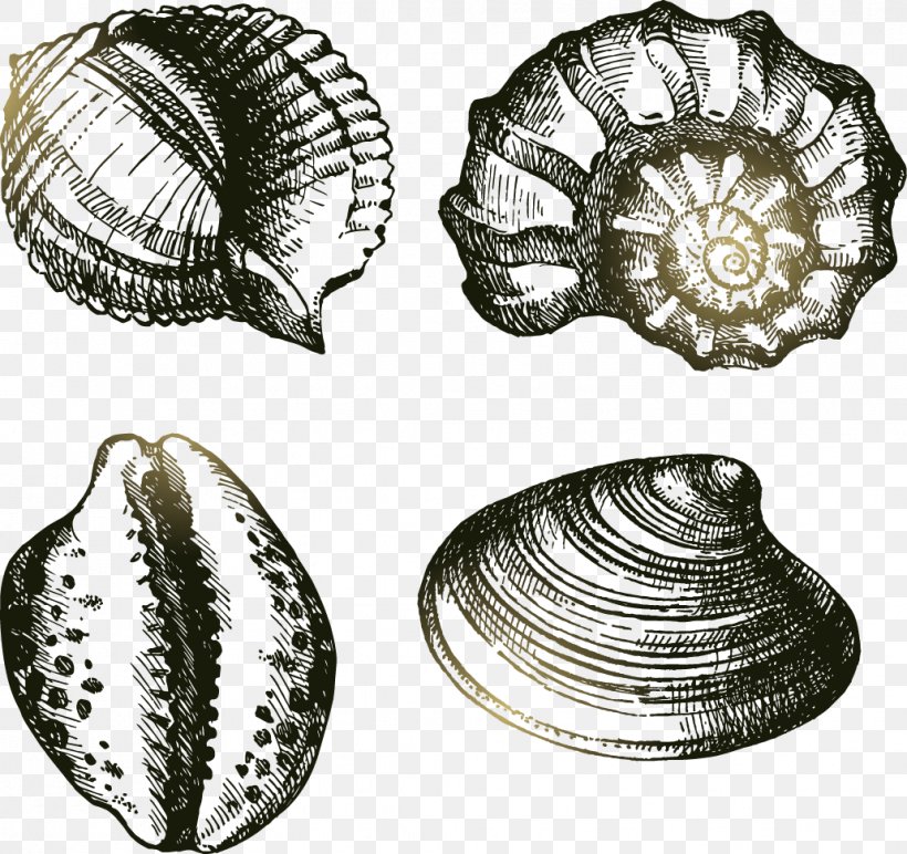 Drawing Seashell Cowry Illustration, PNG, 1031x971px, Drawing, Art, Clam, Clams Oysters Mussels And Scallops, Cockle Download Free