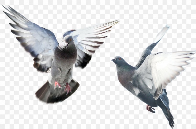 Flying Bird Background, PNG, 1521x1005px, Homing Pigeon, Beak, Bird, Chinese Flying Pigeon, Columbiformes Download Free