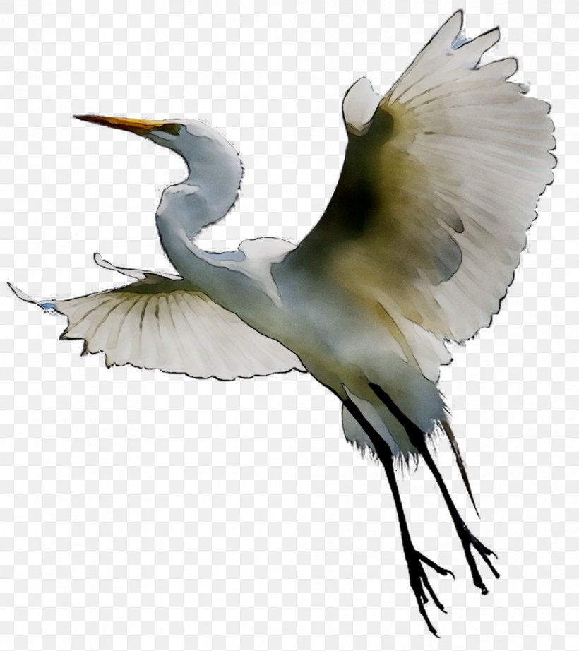 Great Egret White Stork Beak Gannets, PNG, 1008x1134px, Great Egret, Beak, Bird, Crane, Cranelike Bird Download Free