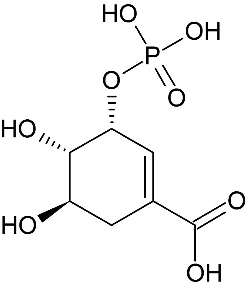 Muconic Acid Aspartic Acid Dicarboxylic Acid, PNG, 1027x1178px, 35dihydroxybenzoic Acid, Muconic Acid, Acid, Area, Aspartic Acid Download Free