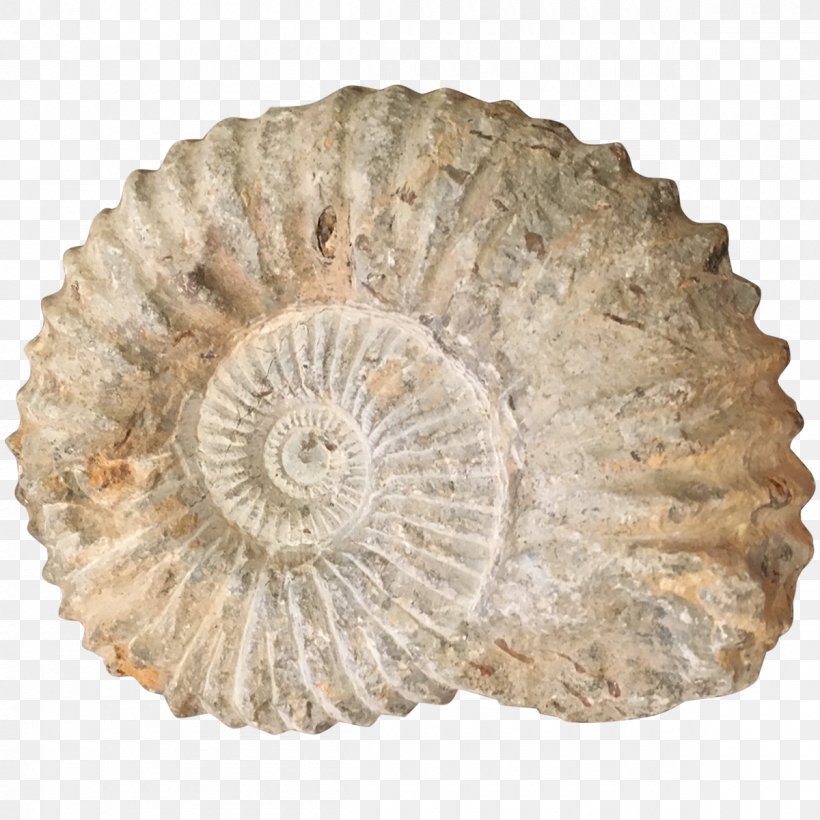 Transitional Fossil Ammonites Nautilida Seashell, PNG, 1200x1200px, Fossil, Ammonites, Coffee Tables, Driftwood, Evolution Download Free