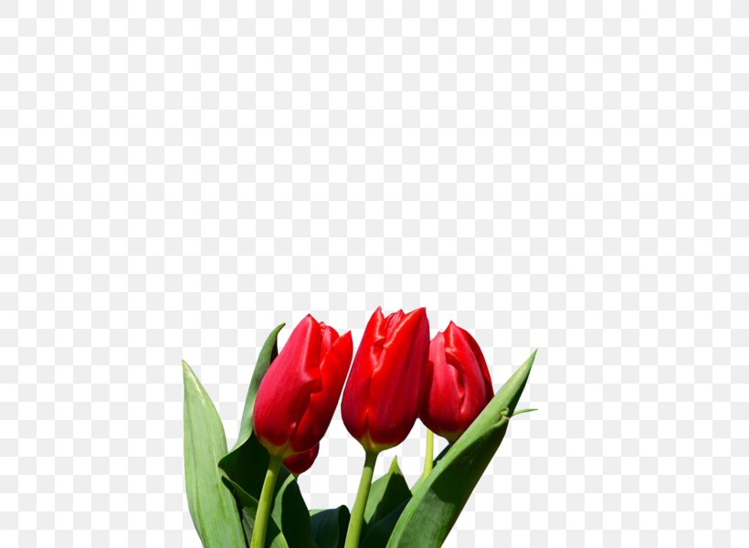 Tulip Flower Bulb Blossom Lilium, PNG, 600x600px, Tulip, Autumn, Blossom, Bud, Bulb Download Free