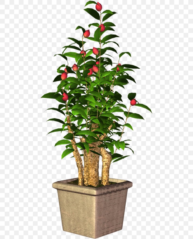 Tree Flowerpot Houseplant Shrub Plant Stem, PNG, 479x1016px, Tree, Evergreen, Flowerpot, Houseplant, Plant Download Free