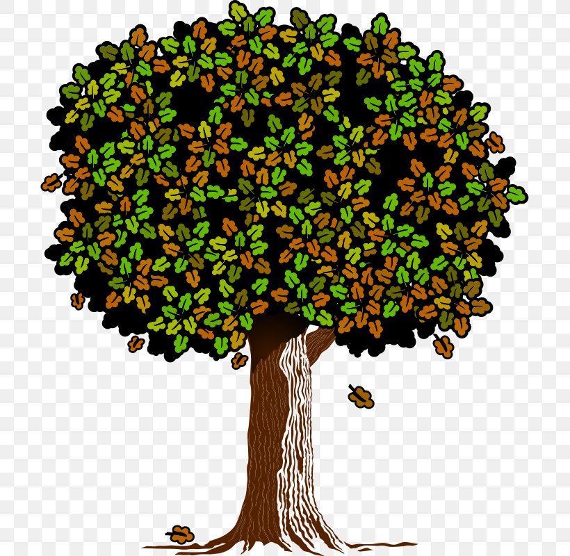 Branch Clip Art Tree Oak Leaf, PNG, 703x800px, Branch, Bonsai, Deciduous, Hardwood, Leaf Download Free